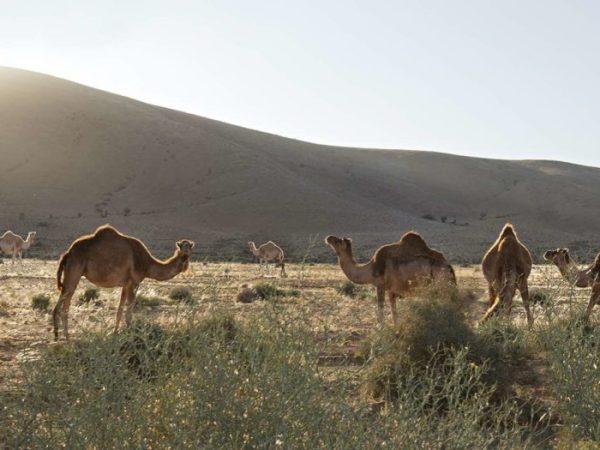 On The Road Less Travelled  [Morocco]