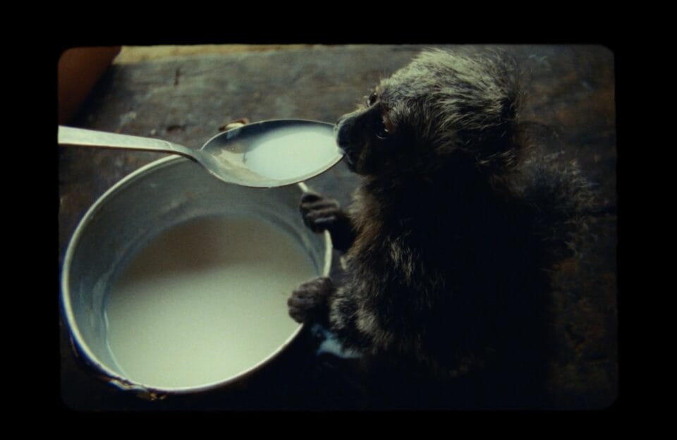 a still from the short documentary film 'I Am the Nature' featuring a small rainforest primate being fed milk from a spoon