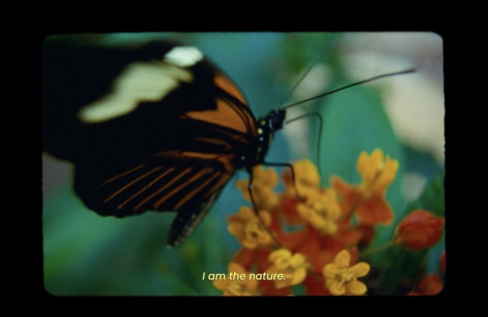 a still from the short documentary film 'I Am the Nature' featuring an orange-and-black butterfly on a flower with subtitle text that reads "I am the nature"