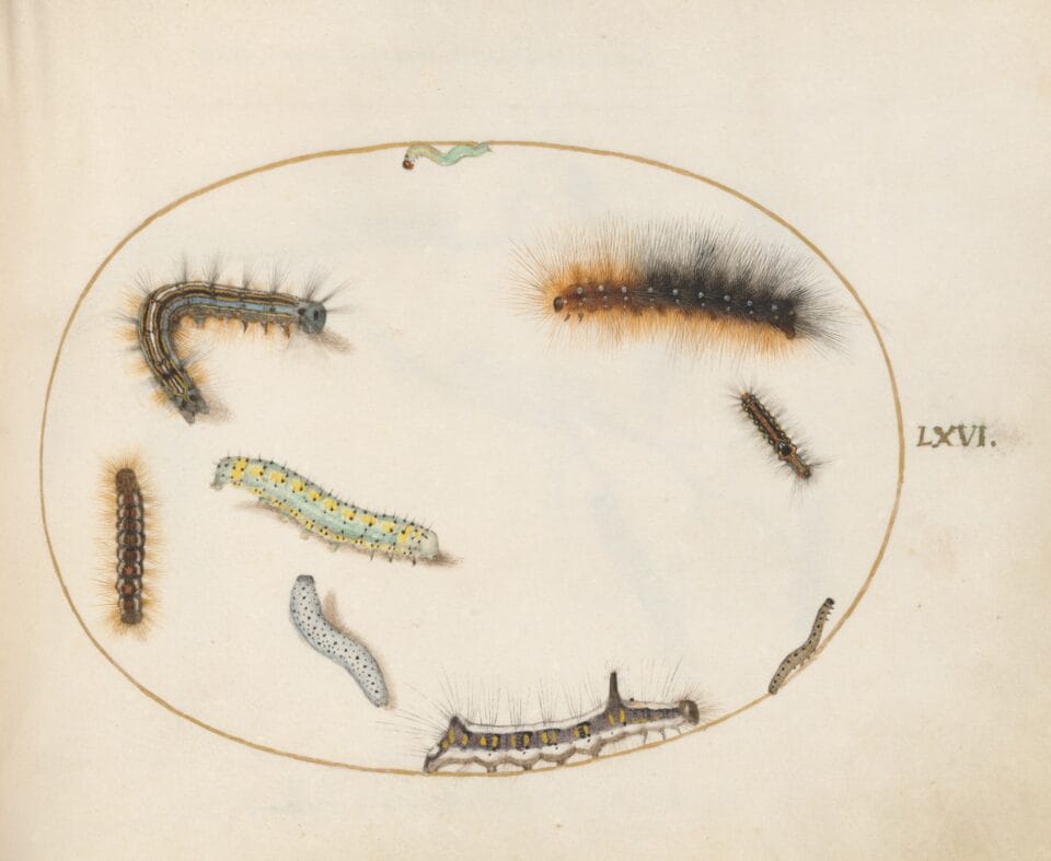 a drawing of numerous kinds of caterpillars inside of a penciled-in circle