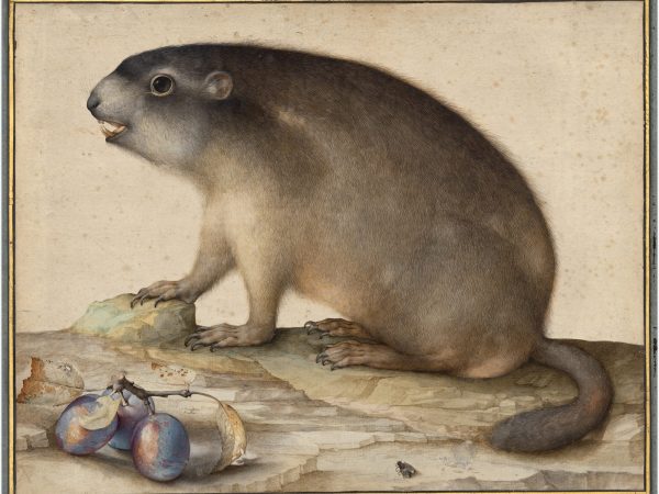 ‘Little Beasts’ Is a First-of-Its-Kind Museum Collaboration Reveling in Art and the Natural World