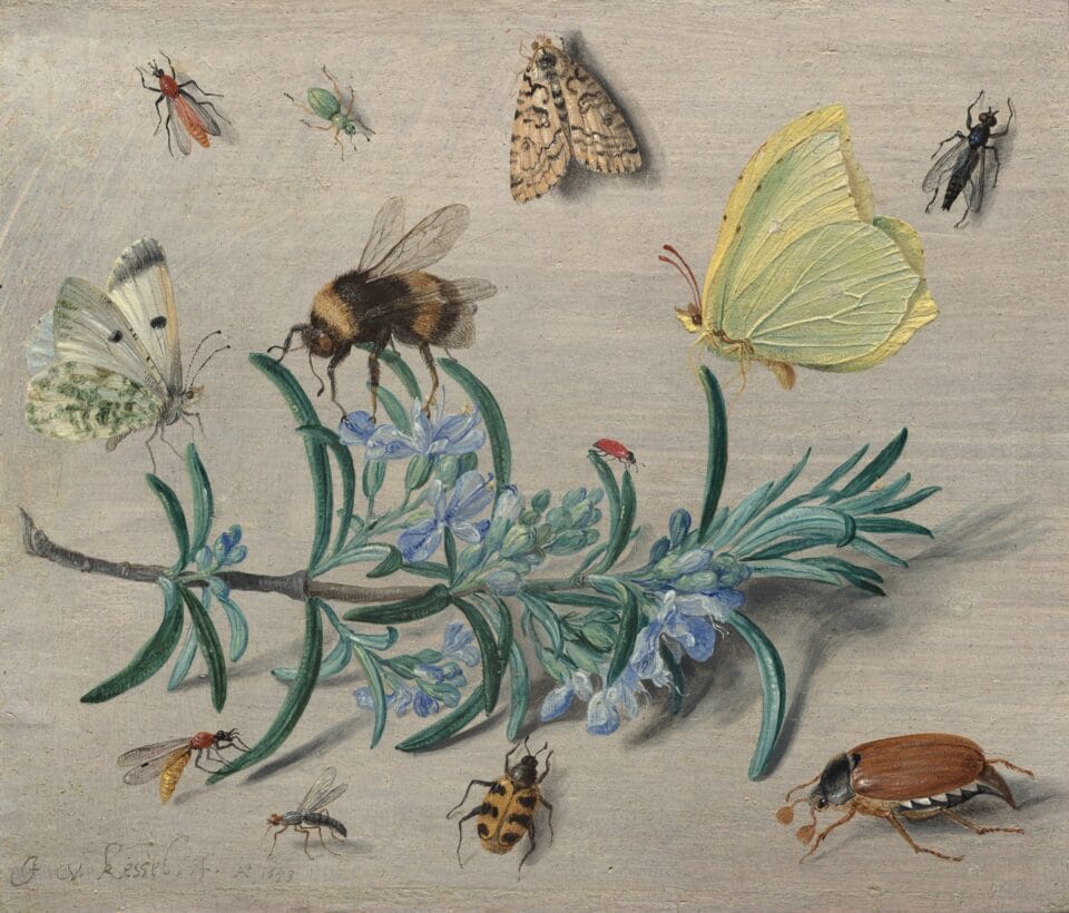 an oil painting from the 17th century of a twig of an evergreen surrounded by various kinds of butterflies and other insects