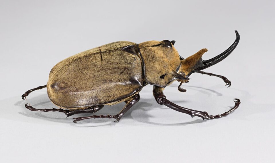 a preserved elephant beetle